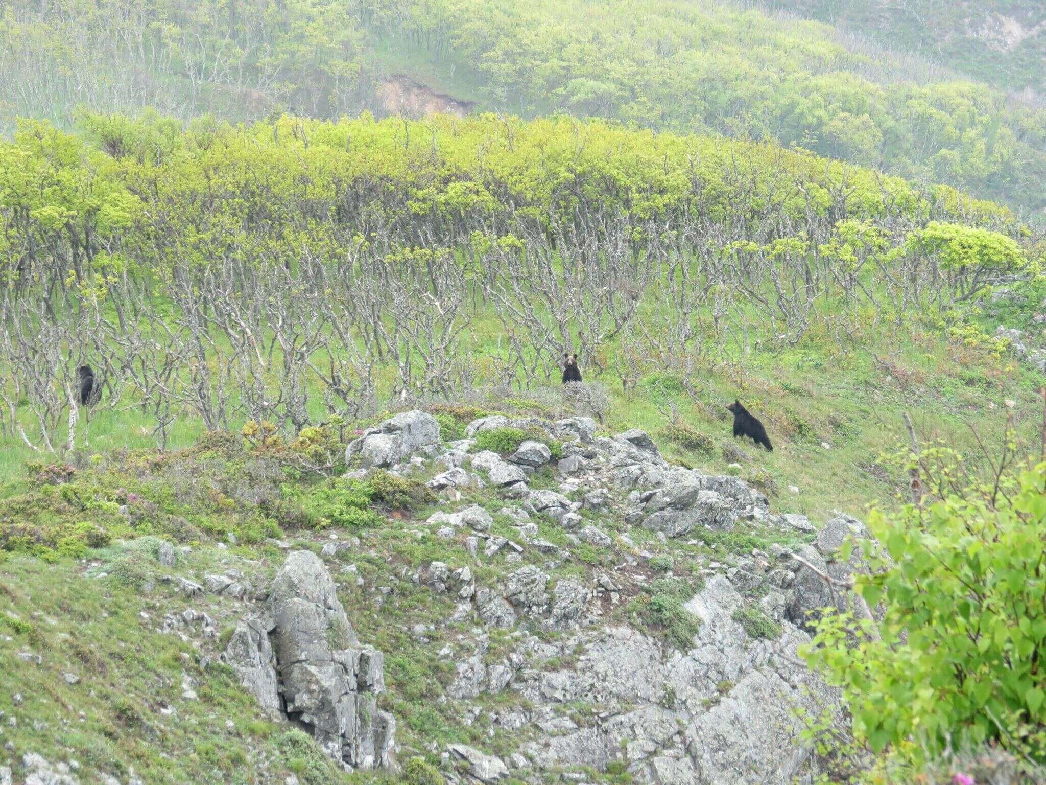 Image of Ussuri brown bear