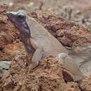 Image of Coast River Frog