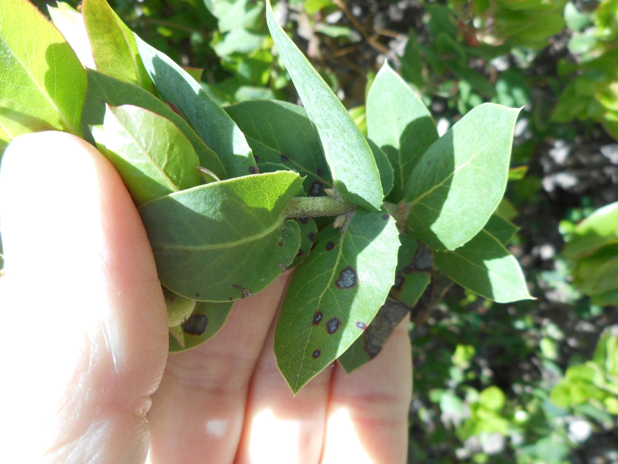 Image of Alameda manzanita