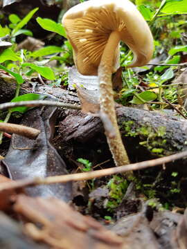 Image of Psilocybe zapotecorum R. Heim 1957