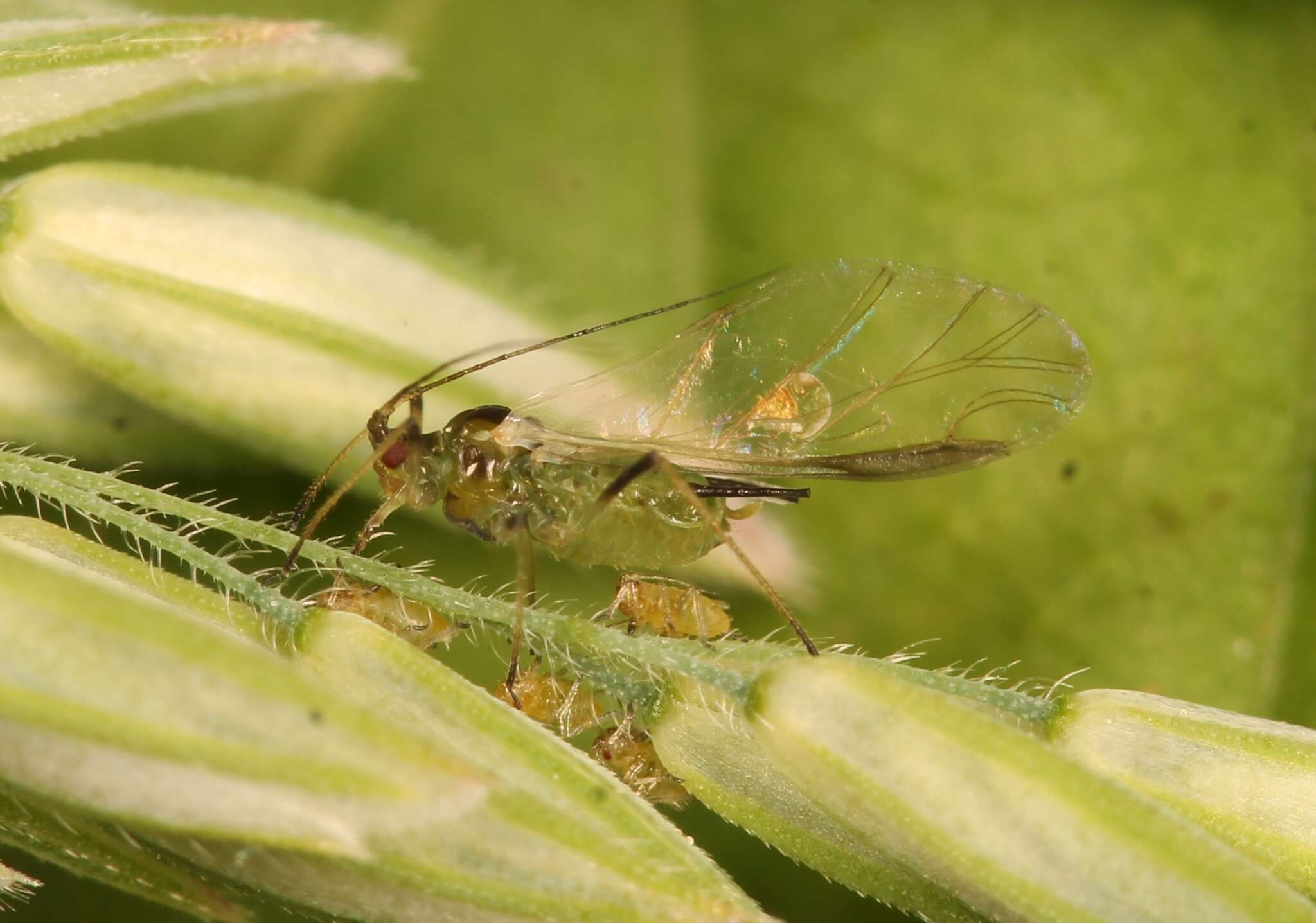 Image of Aphid