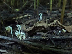 Image de Ramariopsis subtilis (Pers.) R. H. Petersen 1978