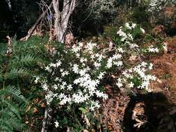 Image of Ricinocarpos pinifolius Desf.