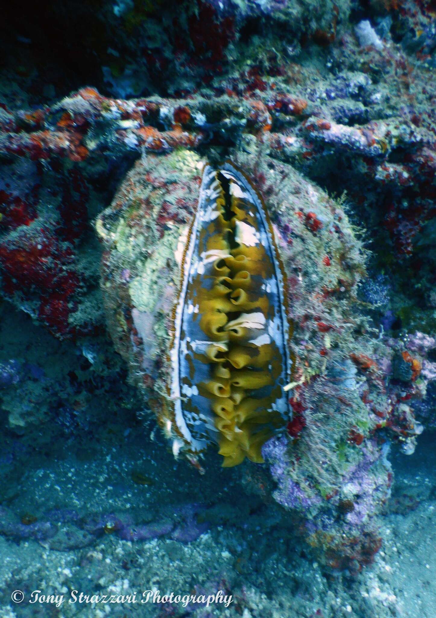 Image of Thorny oyster