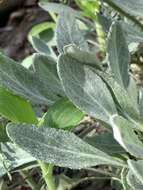 Image of shale barren ragwort