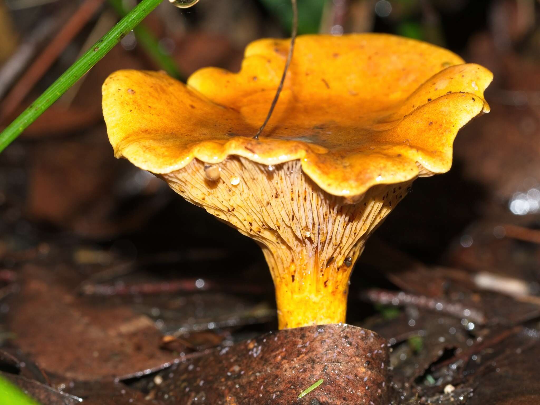 Image of Austropaxillus infundibuliformis (Cleland) Bresinsky & Jarosch 1999