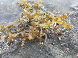 Image of Red algae