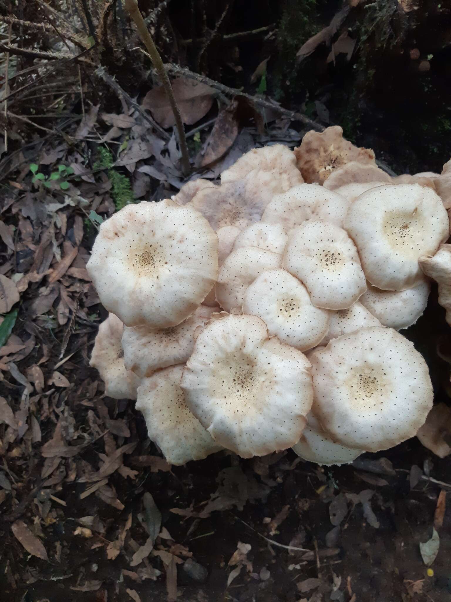 Image of Armillaria limonea (G. Stev.) Boesew. 1977