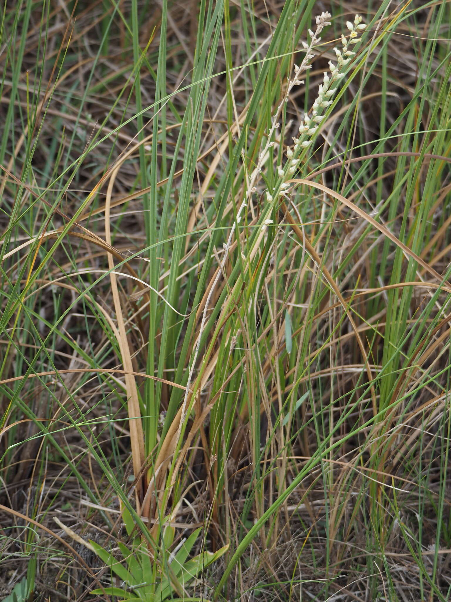 Image of Bracted Colicroot