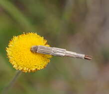 Image of Lepidoscia arctiella Walker 1869