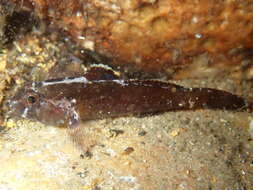 Image of Bellotti&#39;s goby