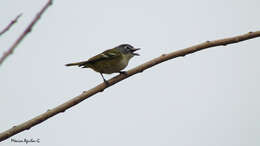 Image of Blue-headed Vireo