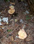 Sivun Lactarius salmonicolor R. Heim & Leclair 1953 kuva