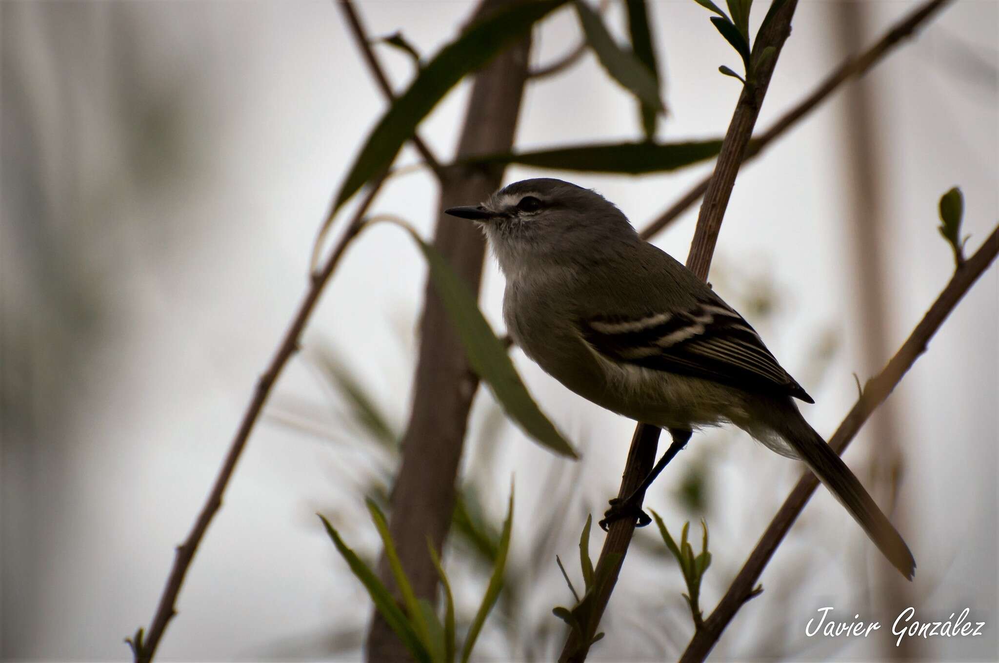 Image of Straneck's Tyrannulet