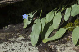 Omphalodes rupestris Rupr. ex Boiss. resmi