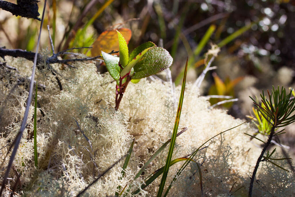 Image of Cladonia portentosa subsp. pacifica Ahti