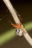 Image of Leucauge medjensis Lessert 1930