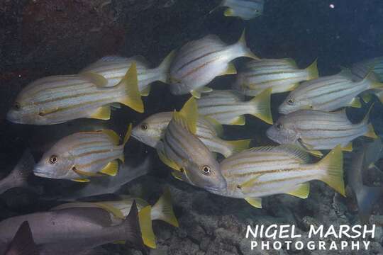 Image of Spanish flag snapper