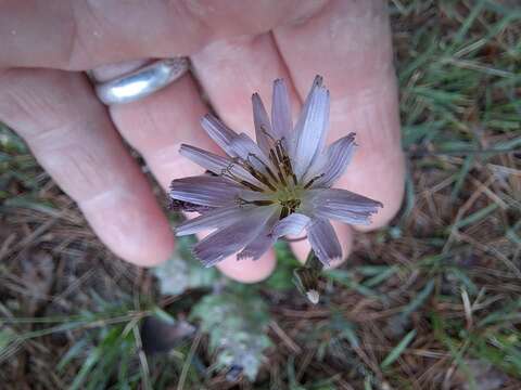 Image of Ixeris chinensis (Thunb.) Kitag.