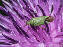 Image de Calocoris alpestris (Meyer-Dur 1843)