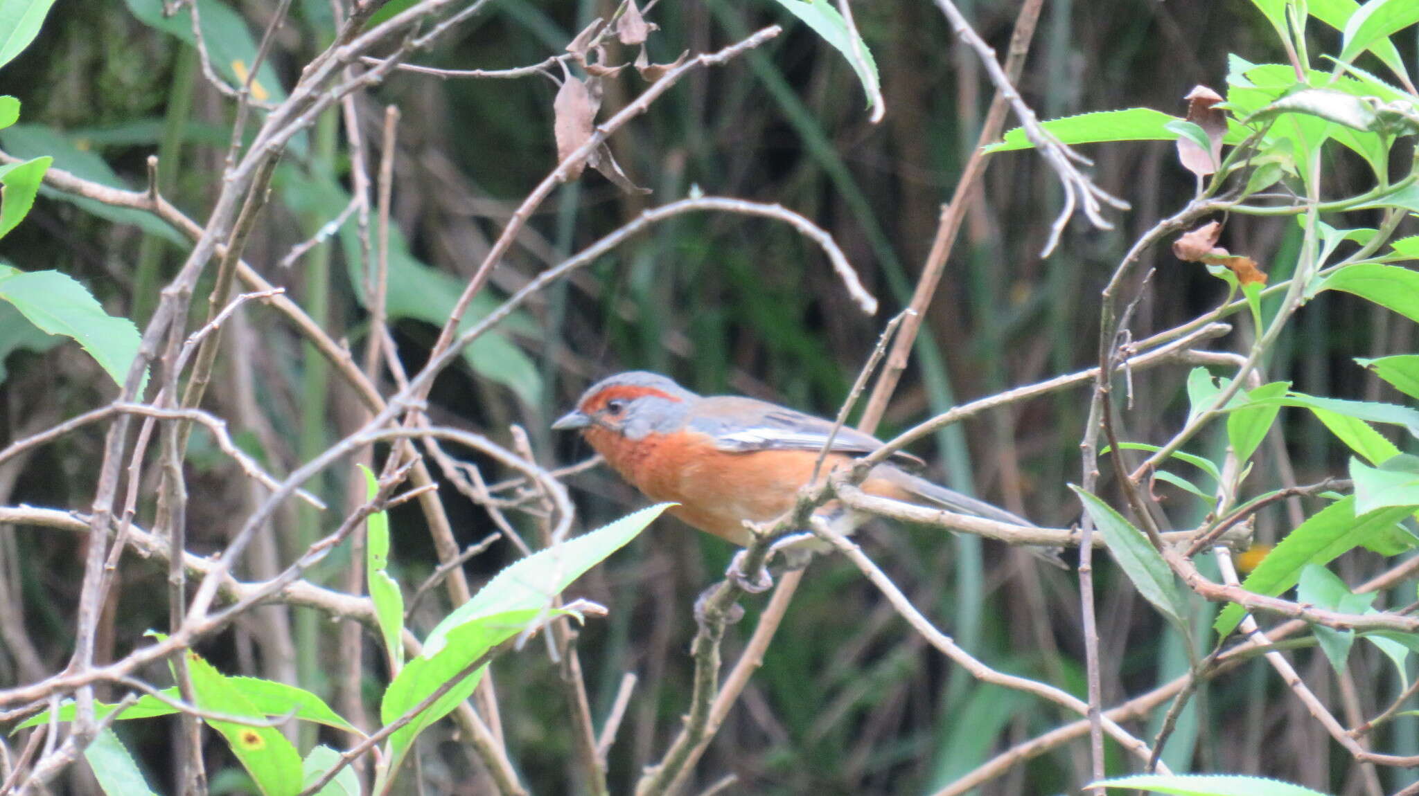 Image of Rusty-browed Warbling Finch