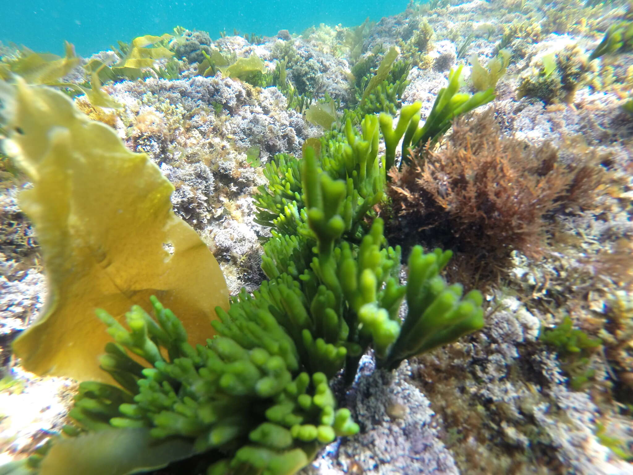 Image of Codium tomentosum