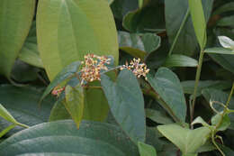 Image de Cissus hastata (Miq.) Planch.