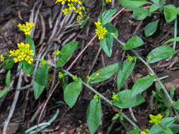 Image of Heller's Whitlow-Grass