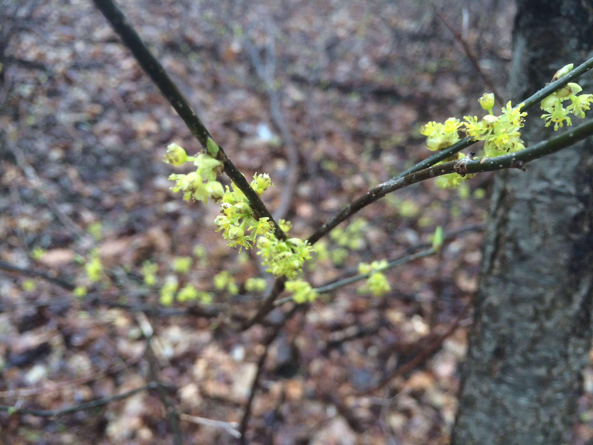 Image of northern spicebush