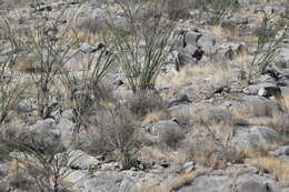 Image of Fouquieria splendens subsp. breviflora Henrickson