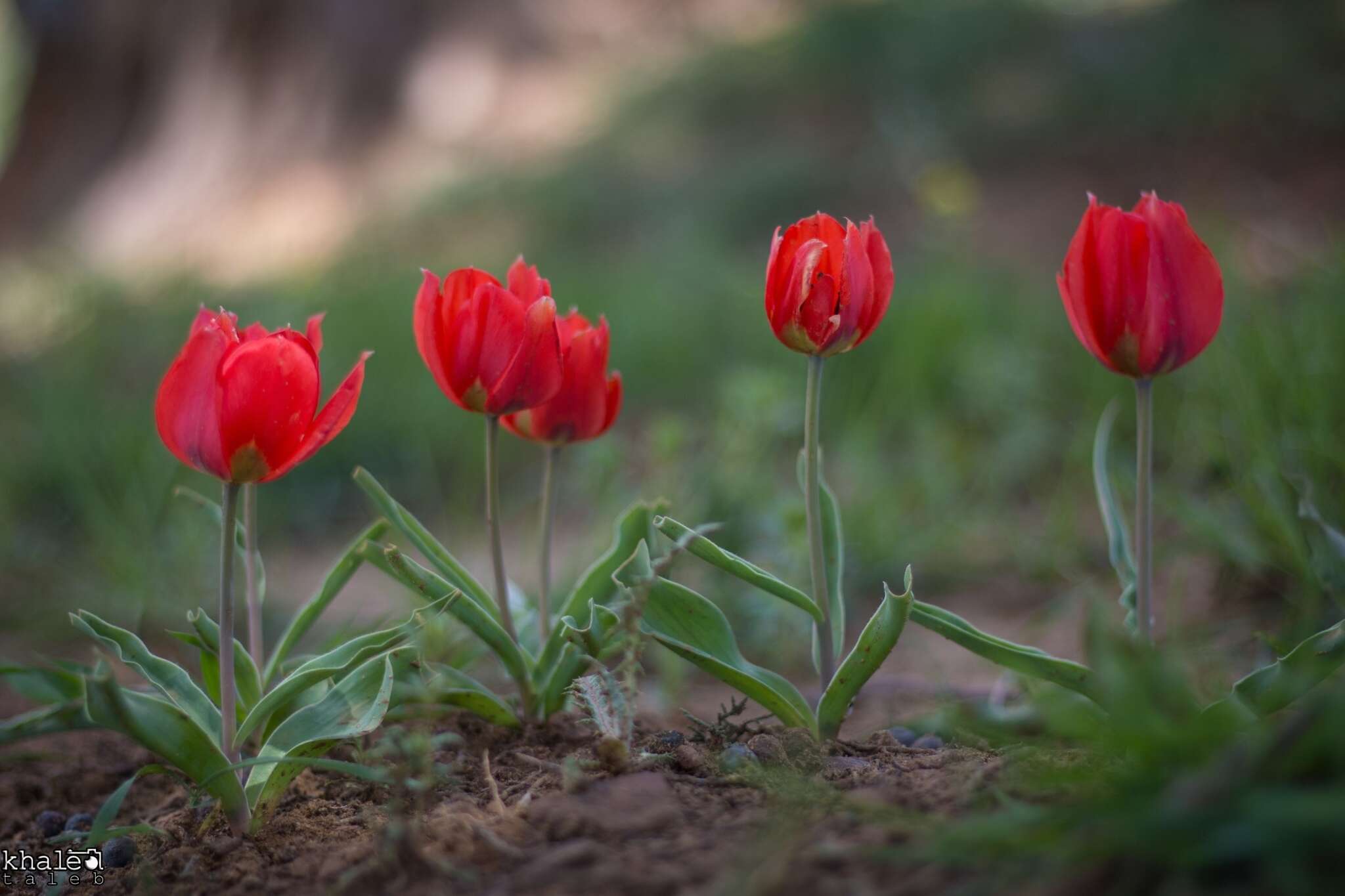 Image of Tulipa aleppensis Boiss. ex Regel