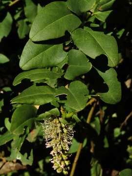 Image of Ercilla spicata (Bertero) Moq.