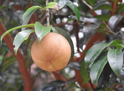 Image of Crapnell's Camellia