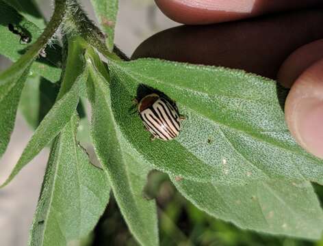 Image of Sunflower Beetle