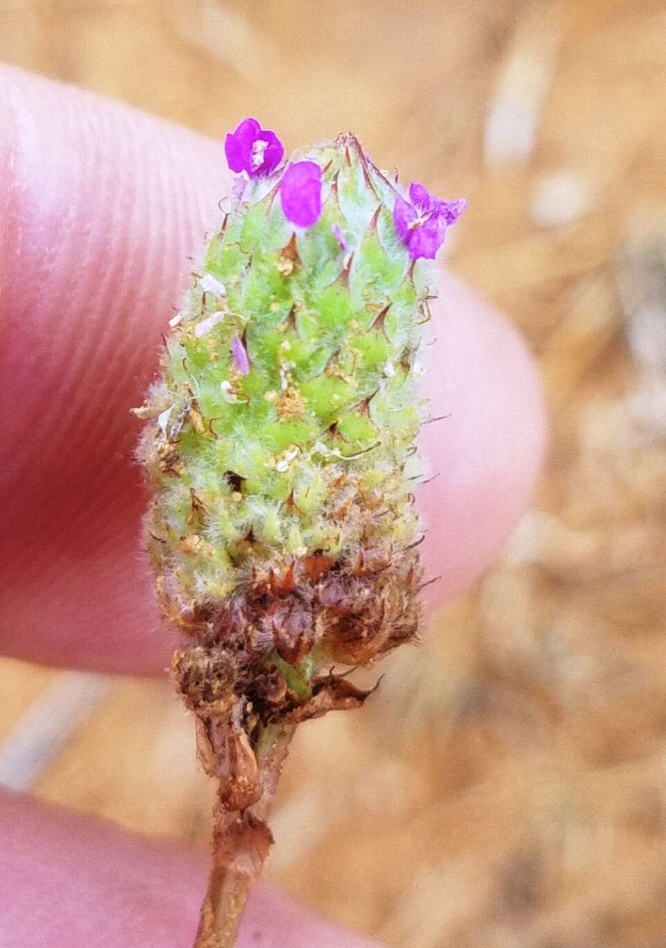 Sivun Dalea emarginata (Torr. & A. Gray) Shinners kuva