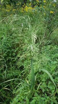 Image of Sweet Wood-Reed