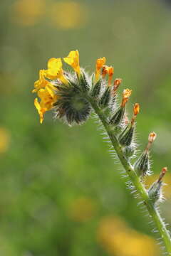 Image of common fiddleneck