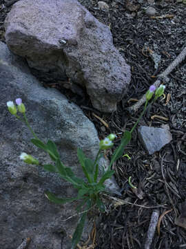 Image of Howell's pioneer rockcress