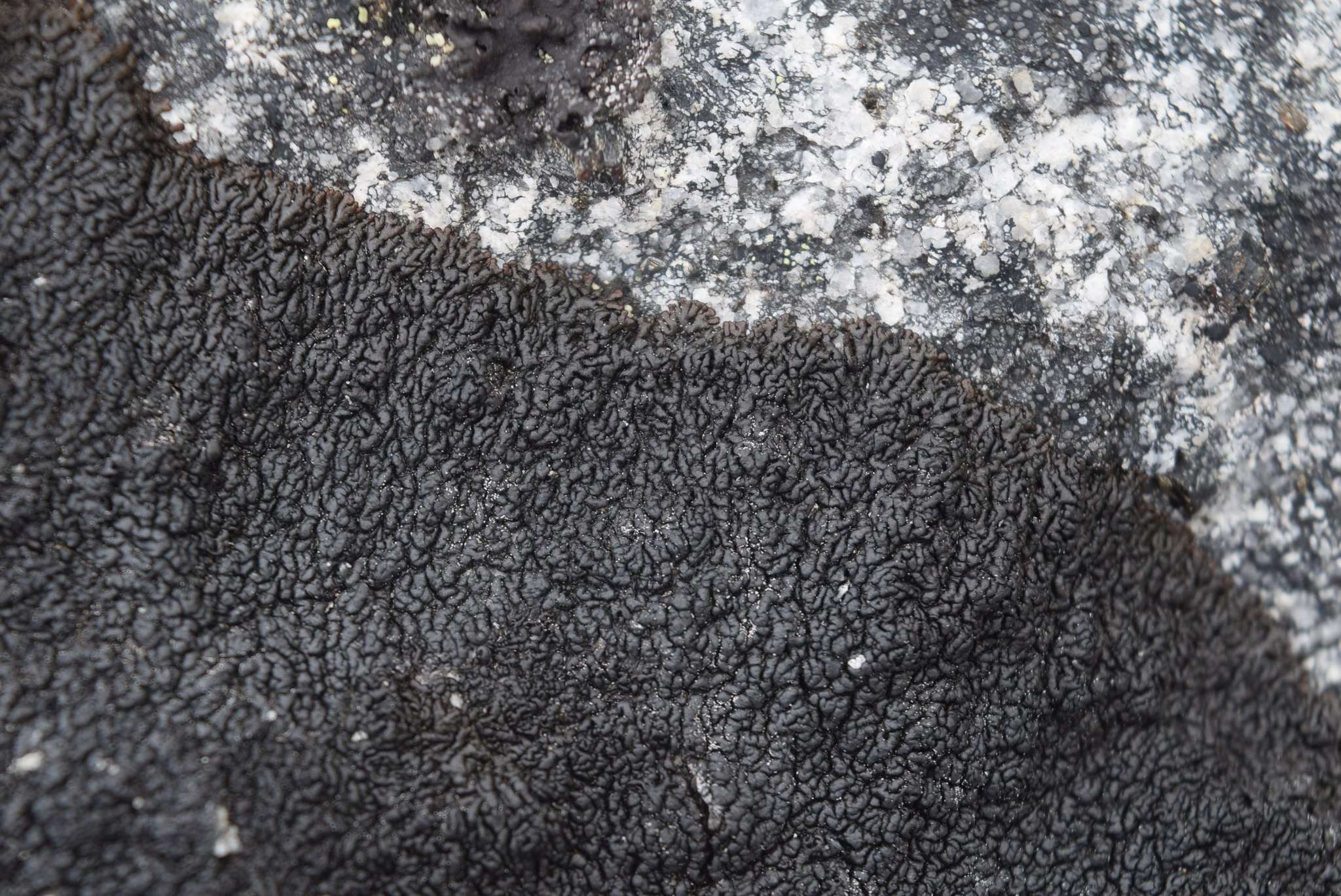 Image of allantoparmelia lichen