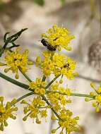 Image of Hylaeus sulphuripes (Gribodo 1894)