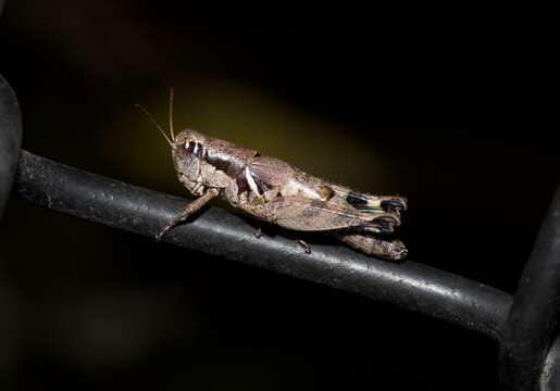 Melanoplus flabellatus (Scudder & S. H. 1878)的圖片