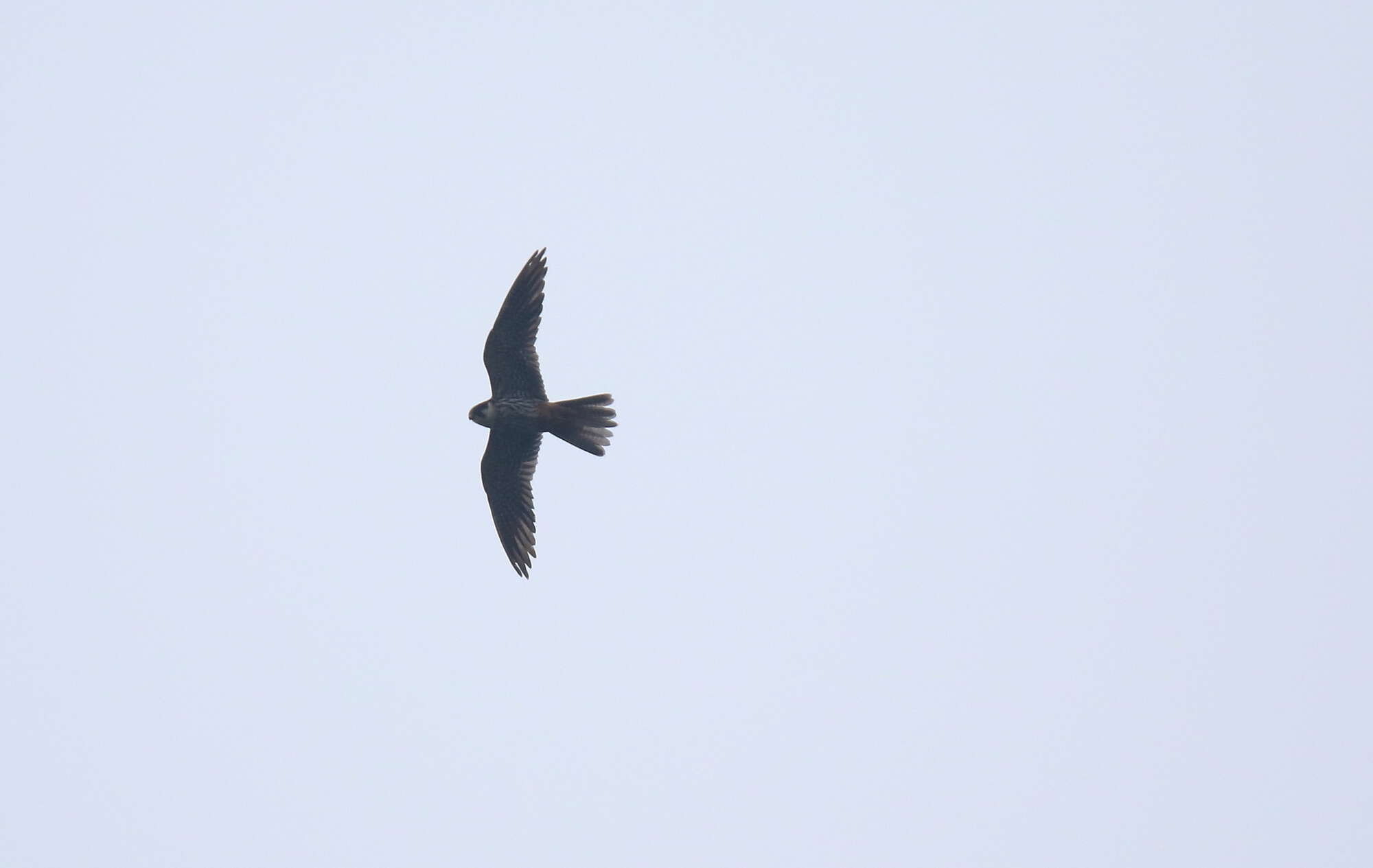 Image of Eurasian Hobby