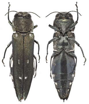 Image of Agrilus ater (Linnaeus 1767)