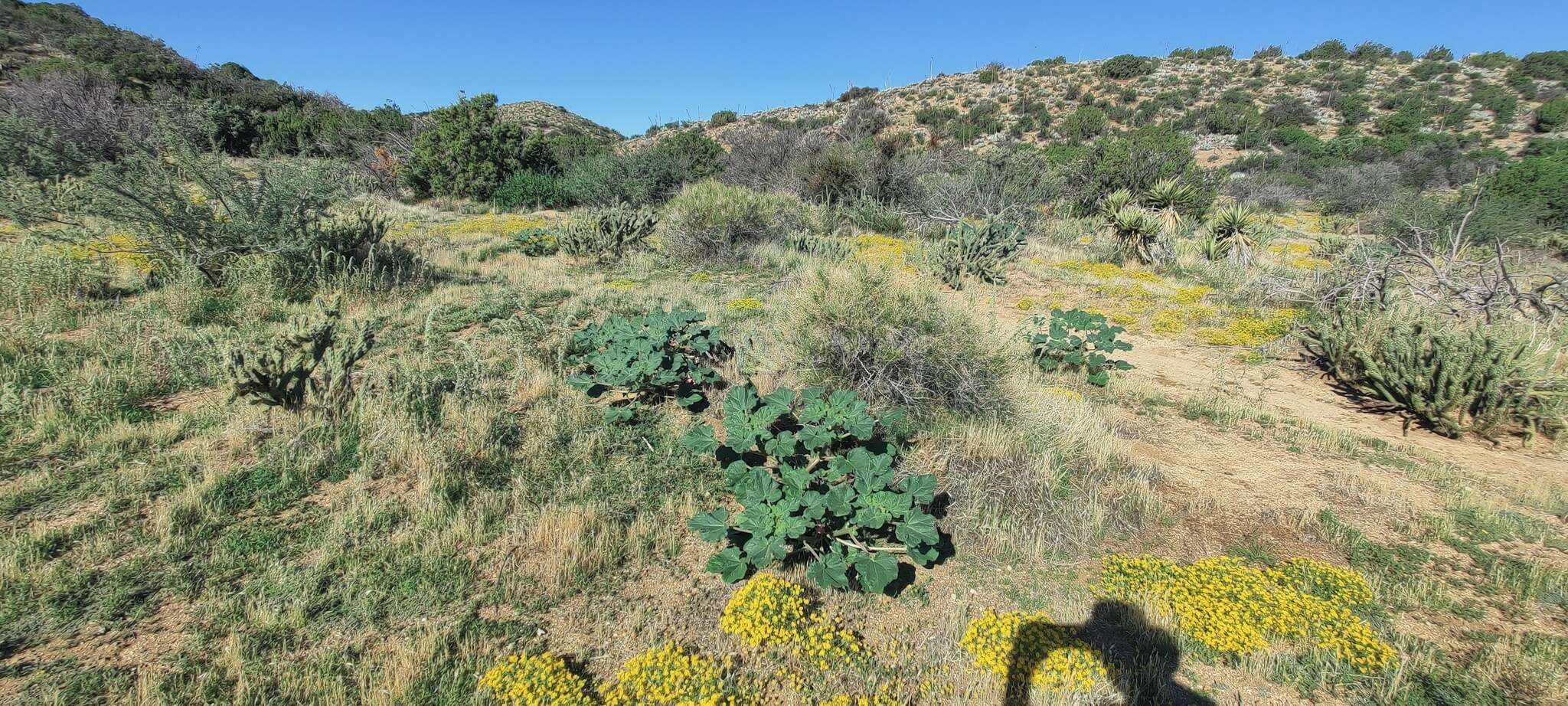 Sivun Proboscidea parviflora subsp. parviflora kuva