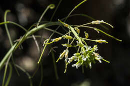 Image of Flagstaff rockcress