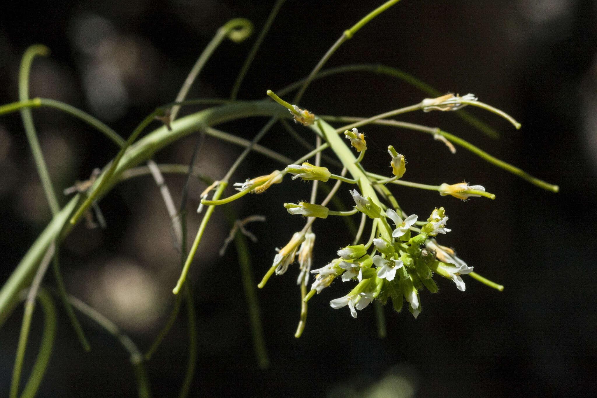 Image of Flagstaff rockcress