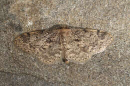 صورة Idaea inquinata Scopoli 1763