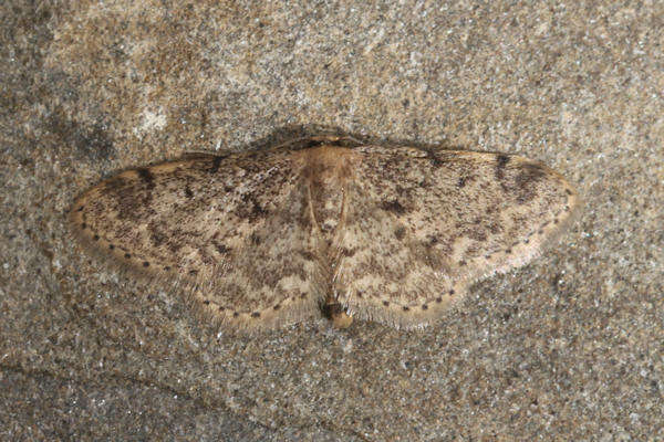 صورة Idaea inquinata Scopoli 1763