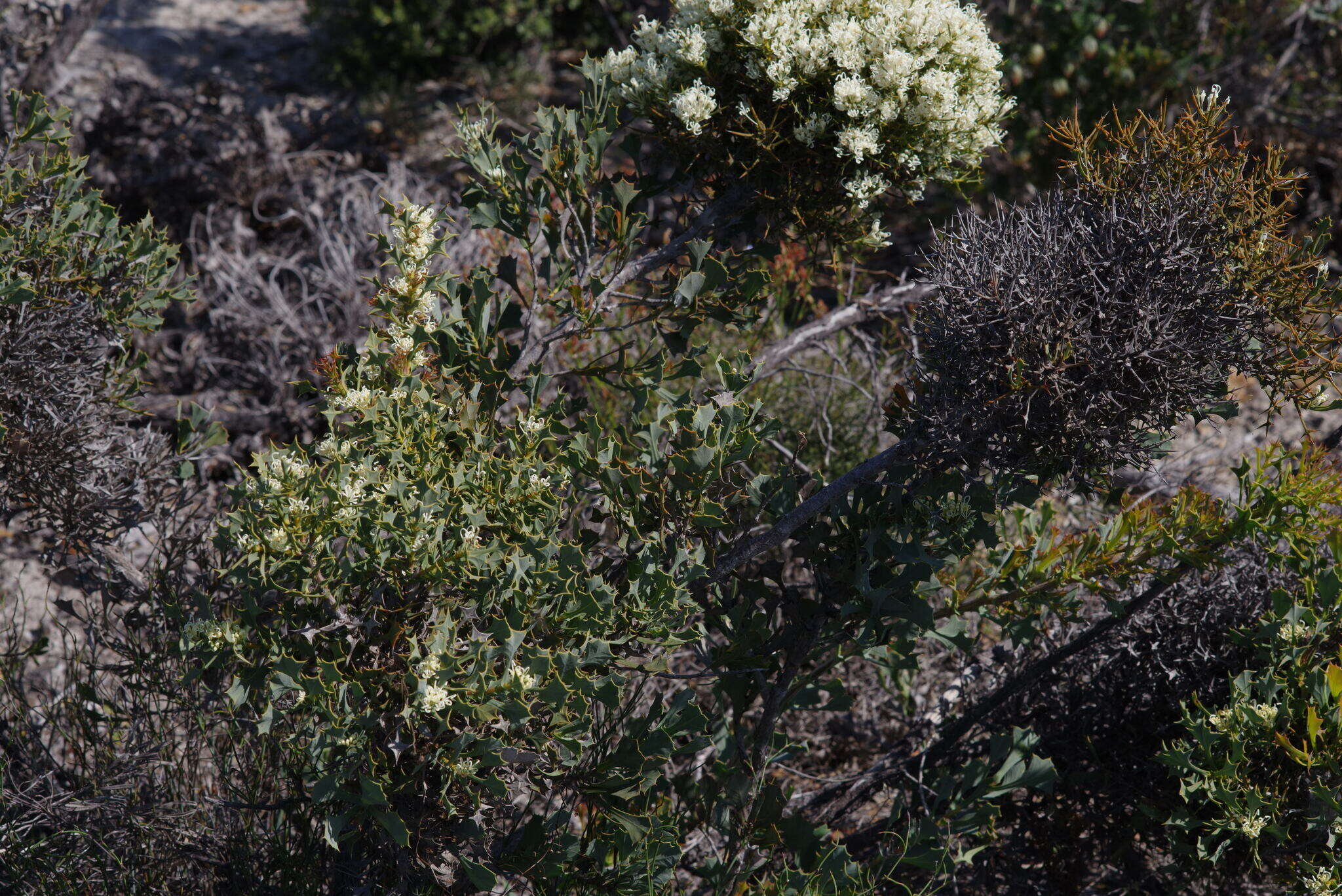 صورة Hakea auriculata Meissn.