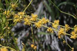 Image of Green Ephedra